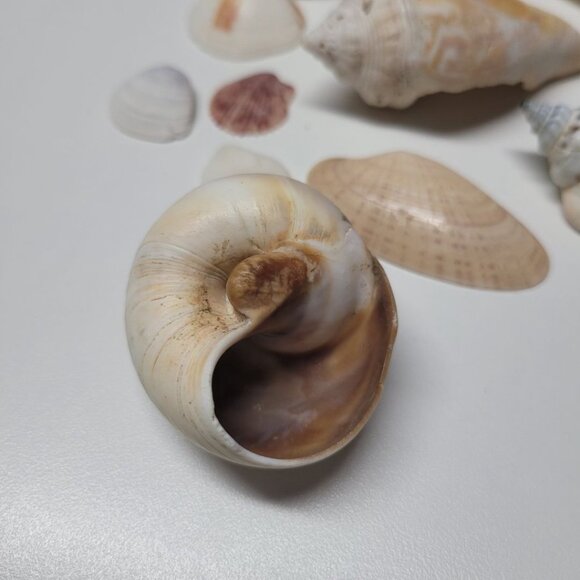 Seashell Nautical Decor Lot Mixed Sizes Blue Brown Half Clam 25 Pieces - Picture 11 of 13